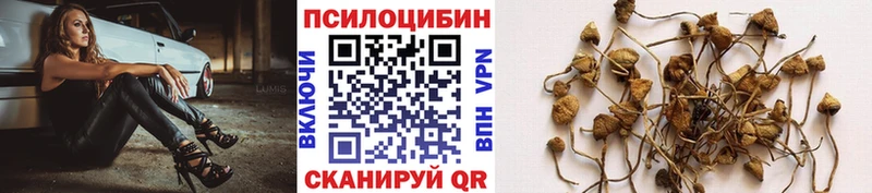 Купить  Жирновск  Псилоцибиновые грибы Psilocybe 